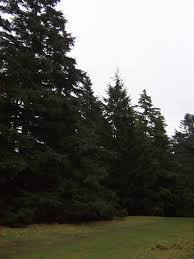 I always thought a lot of older evergreen trees would look aesthetically better if you trimmed the branches at the bottom but now i realize, that's probably. Hemlock Pruning Tips For Trimming Hemlock Trees