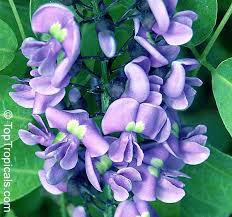 Image result for Lonchocarpus