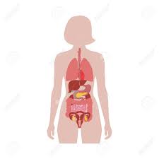 Maybe you would like to learn more about one of these? Vector Isolated Illustration Of Human Internal Organs In Female Body Stomach Liver Intestine Bladder Lung Testicle Uterus Spine Pancreas Kidney Heart Bladder Icon Donor Medical Poster Royalty Free Cliparts Vectors And Stock