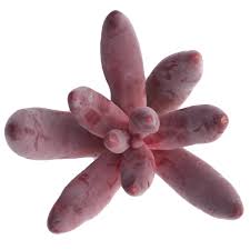 Image result for Pachycarpus goetzei