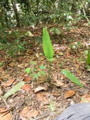 Image result for Dracaena aubryana