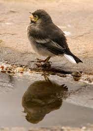 Injured Bird Advice The Wildlife Trusts
