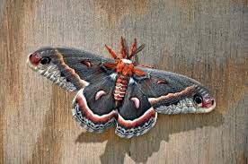Image result for Cecropia