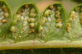 Image result for Cyclosorus interruptus