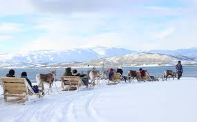 The norwegian summer weather is often quite stable, and the temperatures are pleasant both on land and at sea. Reindeer Feeding Sami Culture And Short Reindeer Sledding Sami Culture Tromso Norway