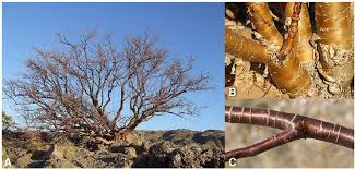 Image result for Euphorbia matabelensis