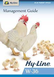 Hy Line W 36 The World S Most Efficient Egg Layer