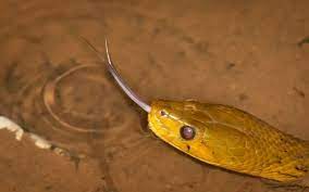 Tongue Flicking Checkered Keelback Mid Summer Rains In The City Is A Beautiful Time To Hear A Lot Of Frogs Muttering Around Parks Summer Rain Rains Checkered