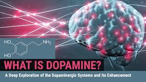 Image result for Dopamine