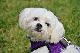 Pure bred female maltese puppy pick up only in phelan second shots ready 213. Maltese Dog Price In India Characteristics And Health