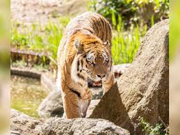 Getting affiliates to promote your offer is the absolute fastest way to get more eyeballs on your site and to start making more sales. Trauernder Tiger Schreit Im Berliner Zoo Nach Seiner Verstorbenen Partnerin Panorama