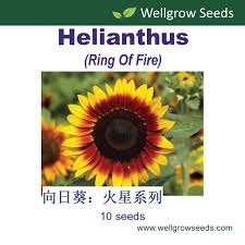 Free wifi access is available in public areas. Shopee Malaysia Free Shipping Across Malaysia