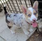 Blue and Merle Corgi Puppies for Sale - DogsNow