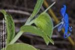 Image result for Commelina zambesica