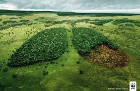 Resultado de imagen para reforestacion