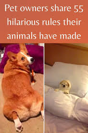 Pet Owners Share 55 Hilarious Rules Their Animals Have Implemented In The Household In 2020 Good Jokes Pet Owners Pets