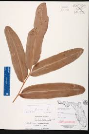 Image result for Acrostichum