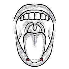 Snake eyes piercing is also known as venom piercing for its resemblance to snake eyes. Horizontales Zungen Piercing Snake Eyes Piercing Studio Wien
