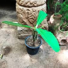 Image result for Euphorbia venteri