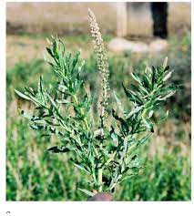 Image result for Pycnostachys ruandensis