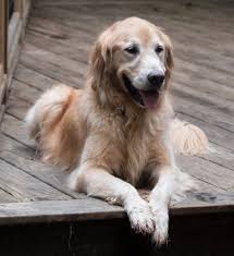 Gracie is a glass half...