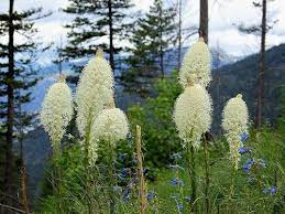 Wild Edible Plants Of The Pacific Northwest Edible Wild Plants Edible Plants Wild Plants