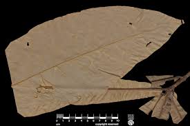 Image result for Synsepalum revolutum