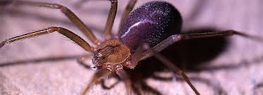 Es de hábitos nocturnos, en busca de insectos que son la base de su alimentación. Arana Violinista Loxosceles Picadura Caracteristicas Y Tipos