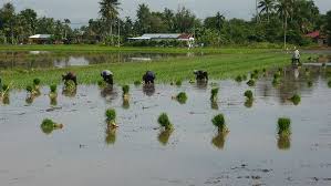  Sawah Padi Beras Nasi Keringat Padi Malaysia Kedah