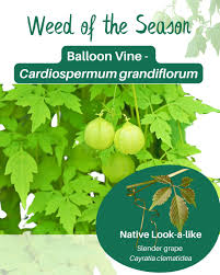 Image result for Cardiospermum grandiflorum