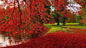 Hd Fall Desktop Wallpapers Top Free Hd Fall Desktop Backgrounds Wallpaperaccess Choose from a curated selection of fall wallpapers for your mobile and desktop screens. hd fall desktop wallpapers top free
