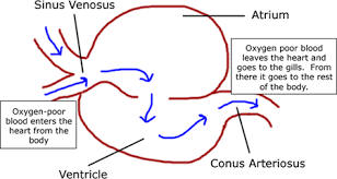 Reptiles (a) dorsal (b) ventral view internal view. Notes Chap 30 Fish