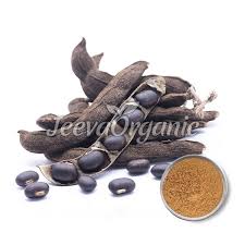 Image result for Mucuna pruriens