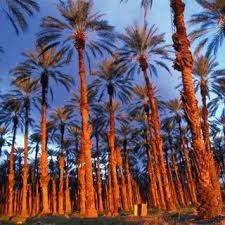 Your california dates palm stock images are ready. Pdf Introduction Date Palm Biotechnology From Theory To Practice