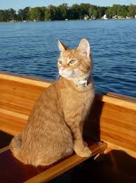 Pin By Ali Sefik On Cats Cats And Kittens Orange Tabby Cats Beautiful Cats