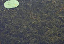 Image result for Hydrolea brevistyla