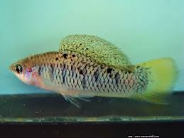 Xiphophorus Cortezi Avec Images Aquarium Poisson Poisson