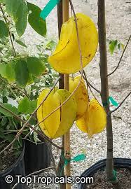 Image result for Averrhoa carambola