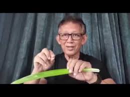 10 makanan terbaik utk kawal serangan jantung подробнее. 22 Kebaikan Daun Pandan Dr Noordin Darus Youtube