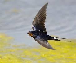 images?q=tbn:ANd9GcRU2bMusheVLOeJhOR9R8b