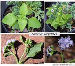 Image result for Ageratum conyzoides