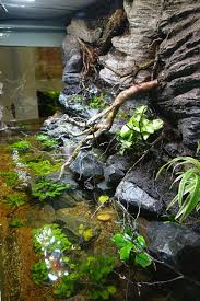 Amazonas Riparium Aquarium Fish Aquascape Pet Snake