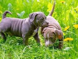 Maybe you would like to learn more about one of these? Why Is My Dog Eating Grass Poop And Sticks Eatingwell
