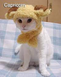 The 12 Cats Of The Zodiac Cute Cats Cute Animals Cute Animal Pictures