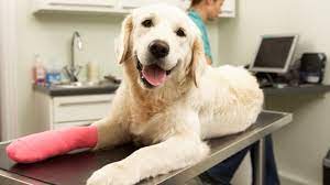 Please click on the advertisement to go to the insurer's webpage for full details of. Pet Insurance Compare Cat Horse And Dog Insurance Mse