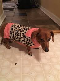 Check spelling or type a new query. Premier Vet Care 34 Photos 67 Reviews Veterinarians 5100 Lakeview Pkwy Rowlett Tx Phone Number