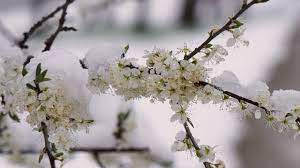 Numerosissime teste piatte di fiori bianchi all'inizio dell'estate e frutti neri a seguire. 15 Fiori Invernali Per Un Matrimonio Da Dicembre A Marzo Listanozzeonline Magazine