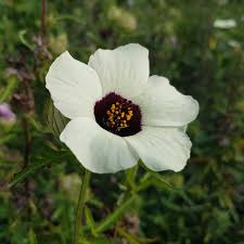 Image result for Hibiscus diversifolius
