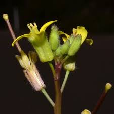 Image result for Sisymbrium orientale