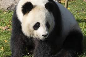 Lundi 12 avril 2021, zooparc de beauval. Un Bebe Panda Pour 2020 Yuanmenggrandfrere Beauval Actus